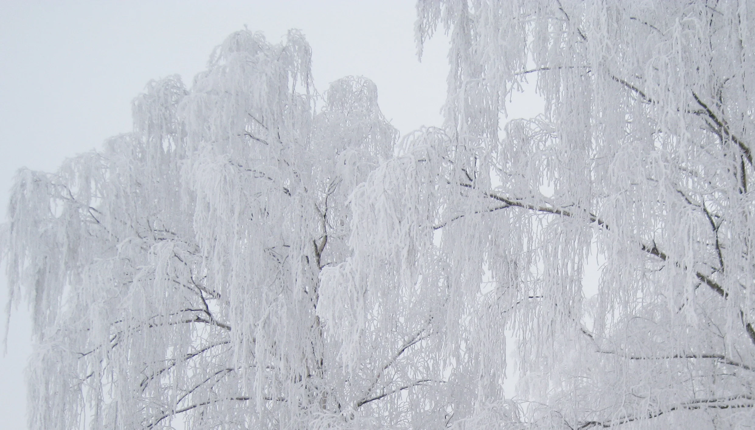 haga park winter 1d.jpg