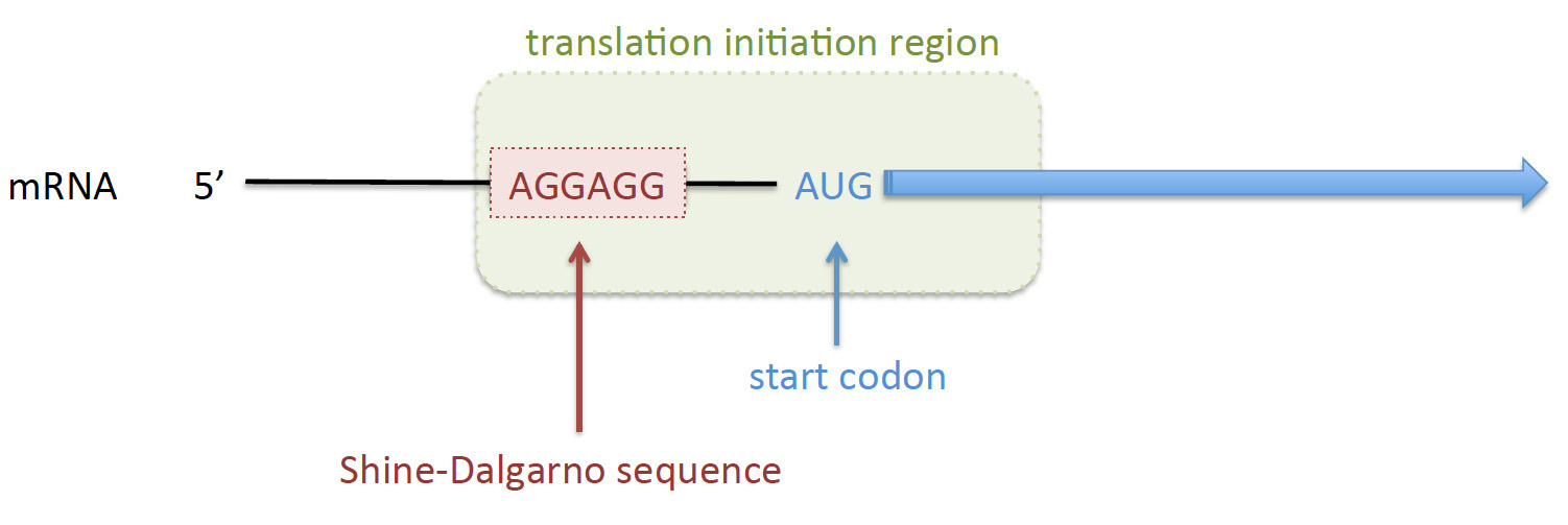 Figure 1. The TIR (green box) includes the SD sequence, the AUG start codon and the 5' end of the coding sequence. The sequence of the TIR directly influences the efficiency of translation initiation. Adapted from Reeve et al, Frontiers Bioeng. Biotech. 2014