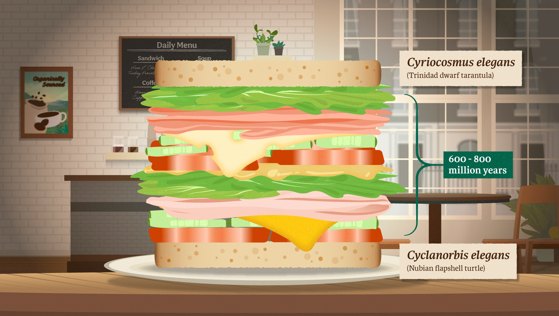 CCZOO01_9_Taxonomic_Sandwich_FSD.png