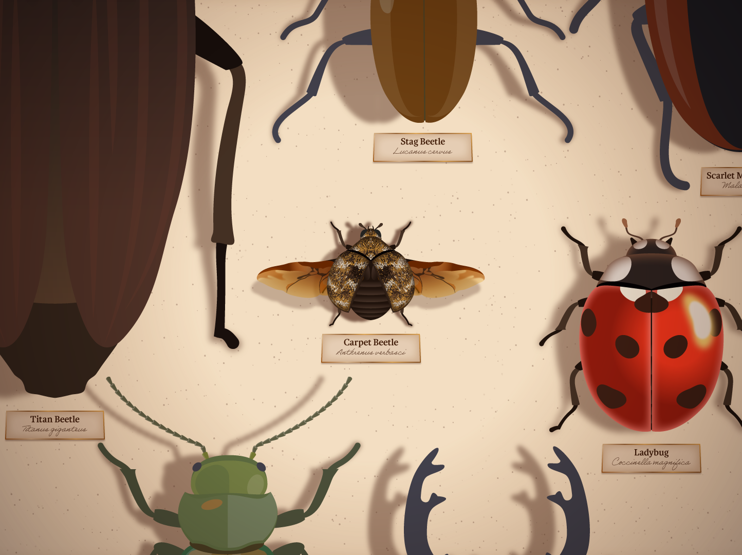 CCZOO02_18_DITL_Entomology_Insect_Box_FSD.png