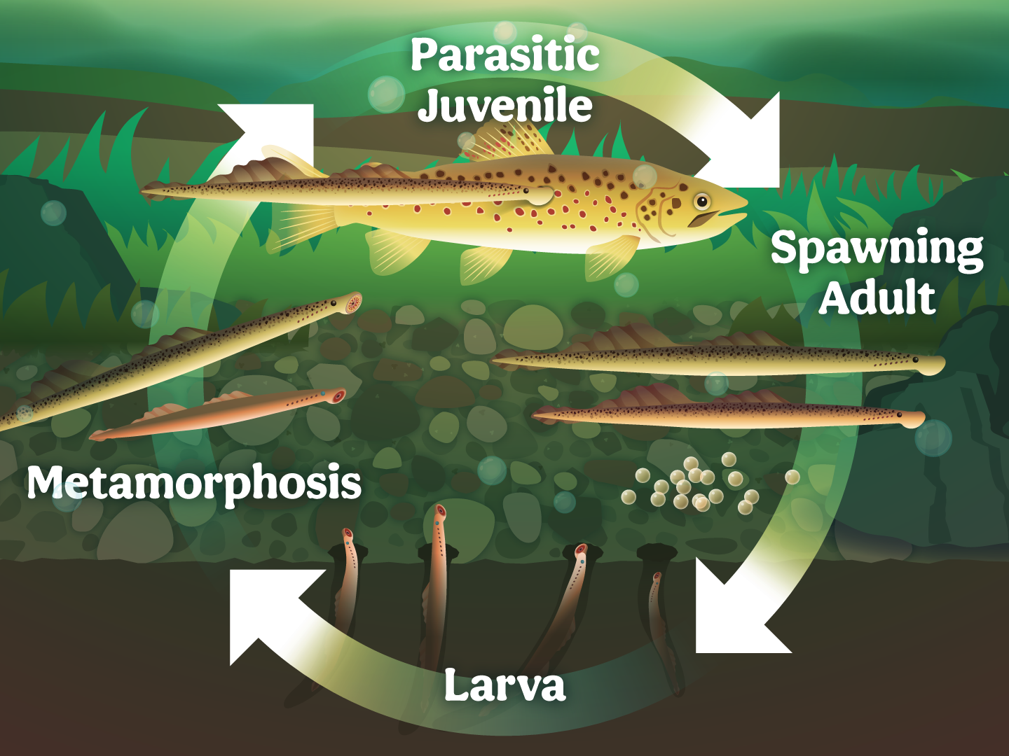 CCZOO04_DITL6_Lampreys_Life_Cycle_FSD.png