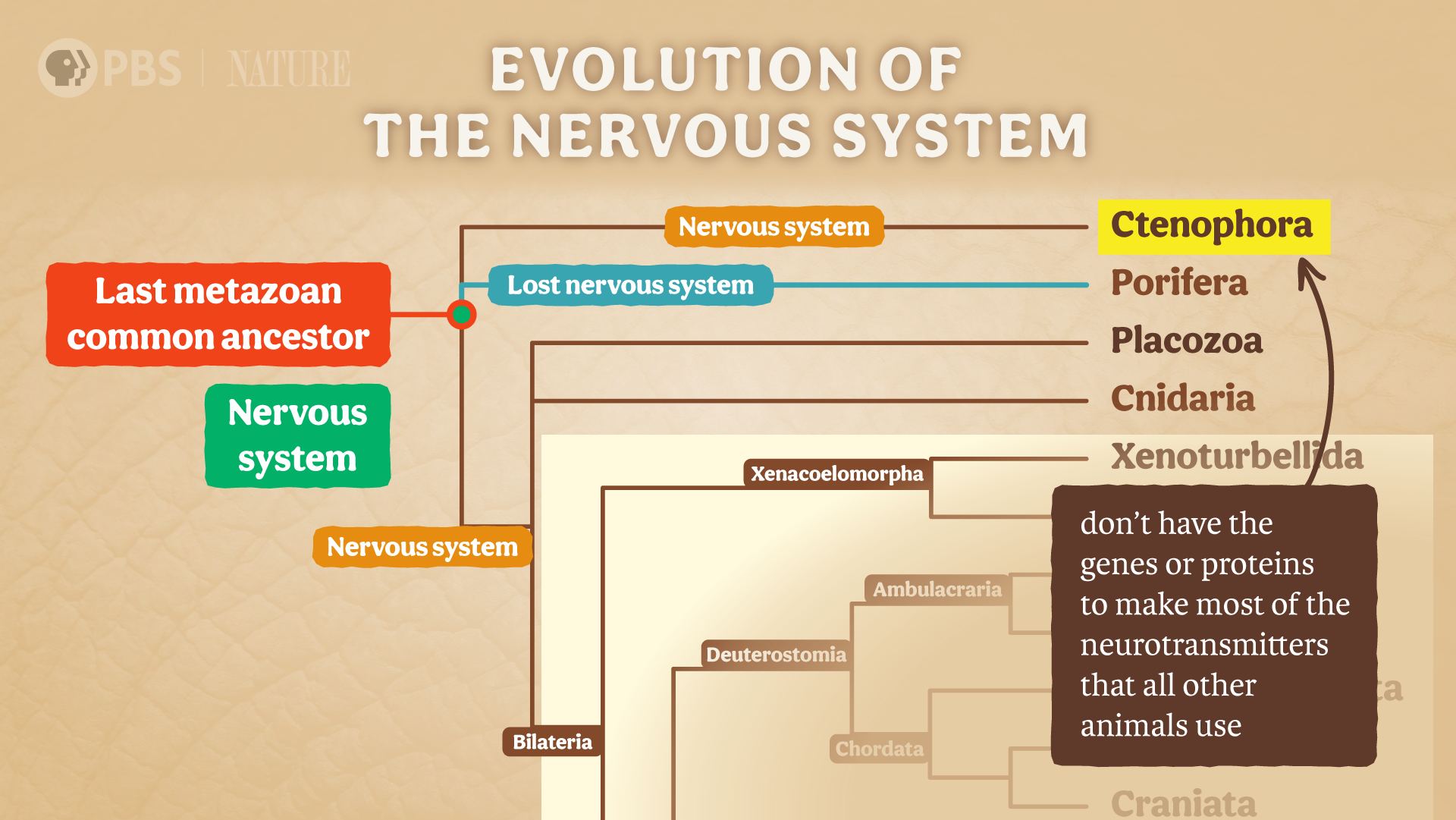 CCZOO05_9_Nervous_System_Evolution_FSD.png