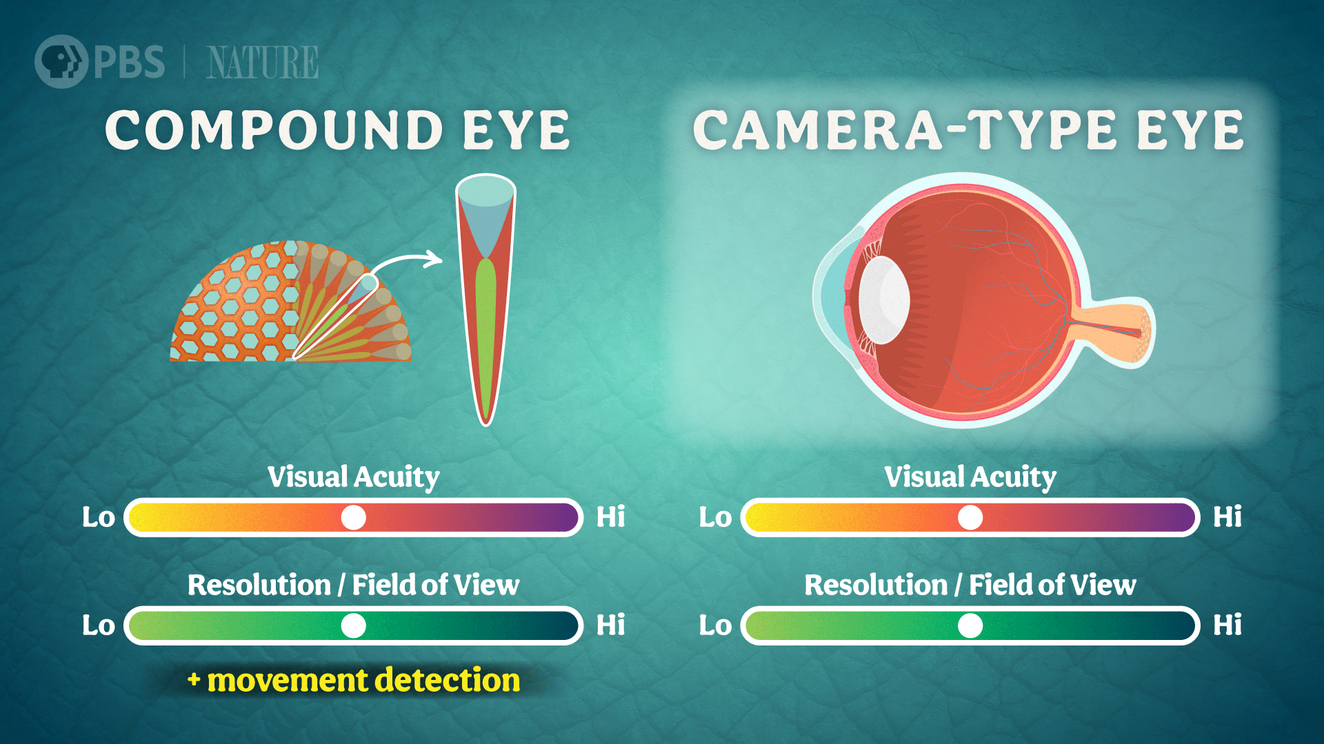 CCZOO06_7_Compound_Camera_Eyes_FSD.png