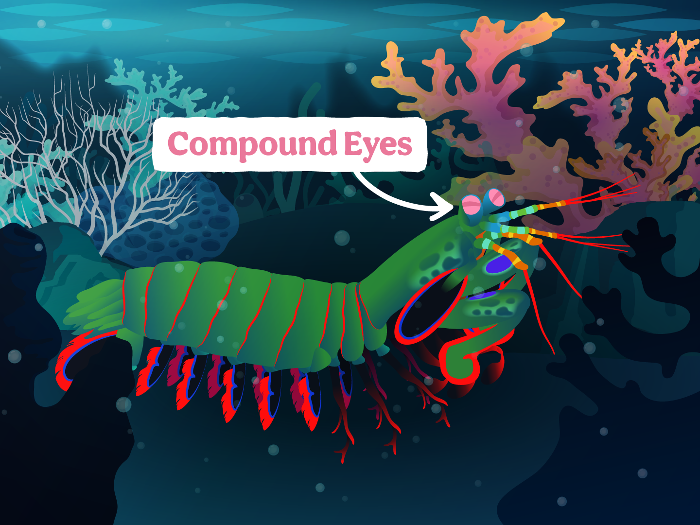 CCZOO06_12_Mantis_Shrimp_Underwater_FSD_DITL1.png