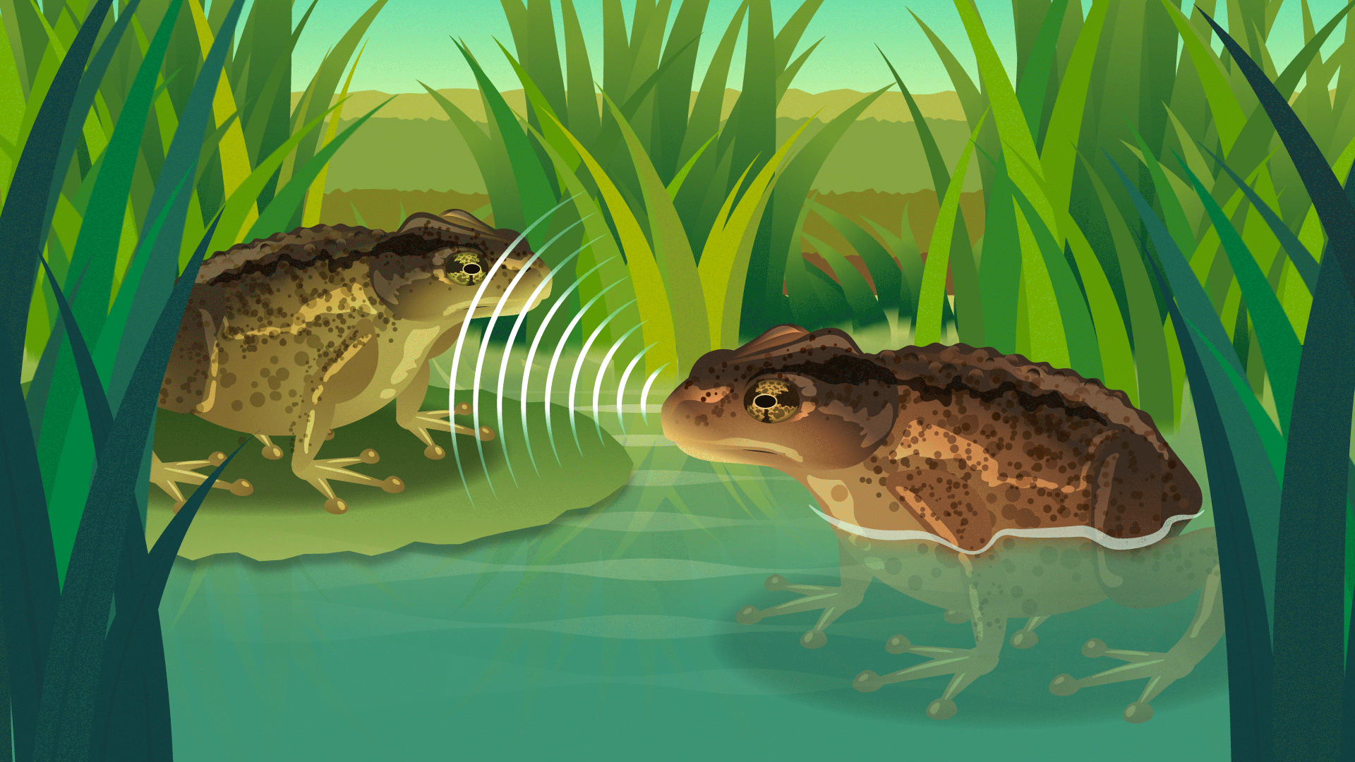 CCZOO07_7_Toads_Marshland_FSD.png