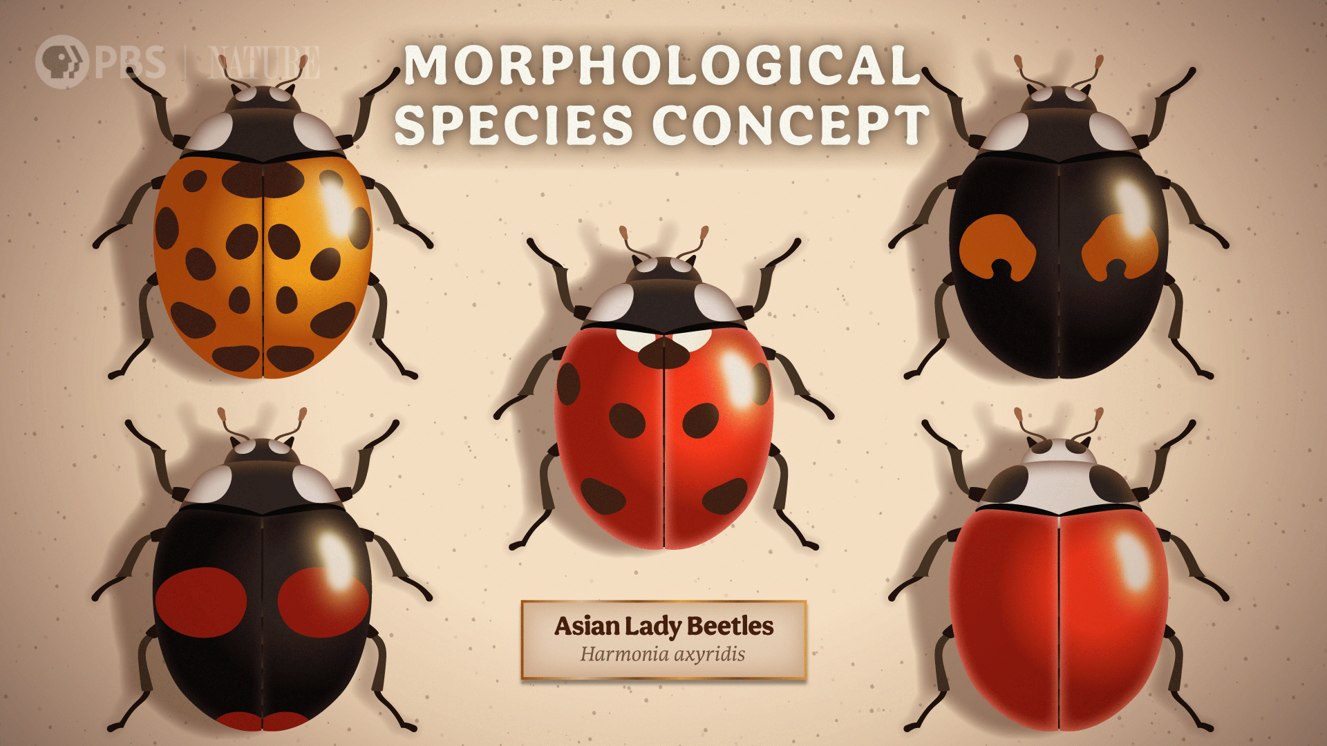 CCZOO13_8_Asian_Lady_Beetles_EntoBox_FSD.png