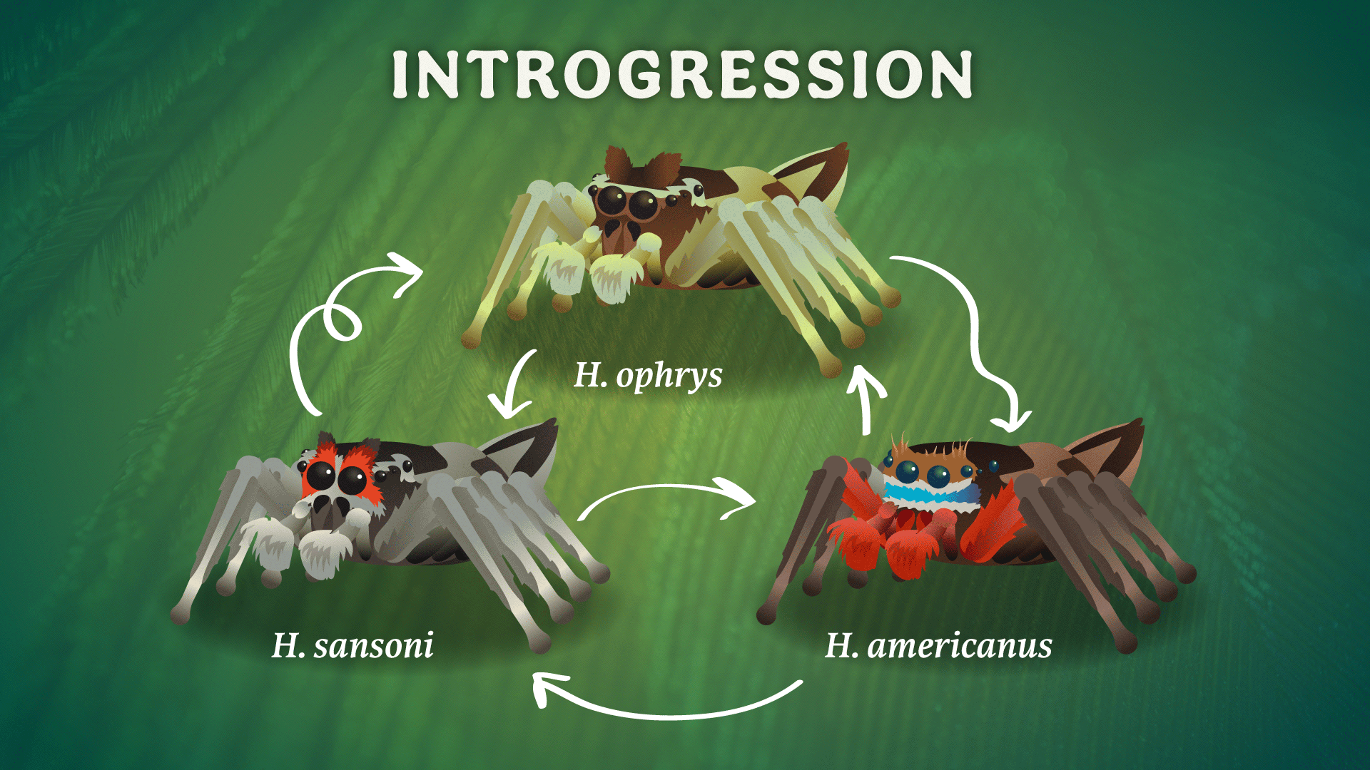 CCZOO13_19_Spiders_Hybridizing_FSD.png