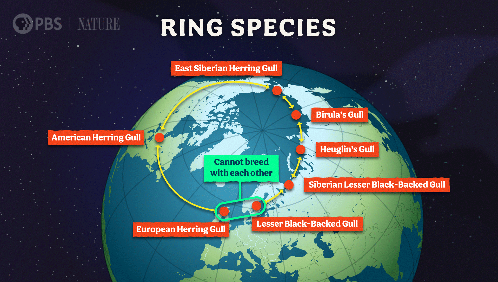 CCZOO13_21_Space_Earth_Ring_Species_FSD.png