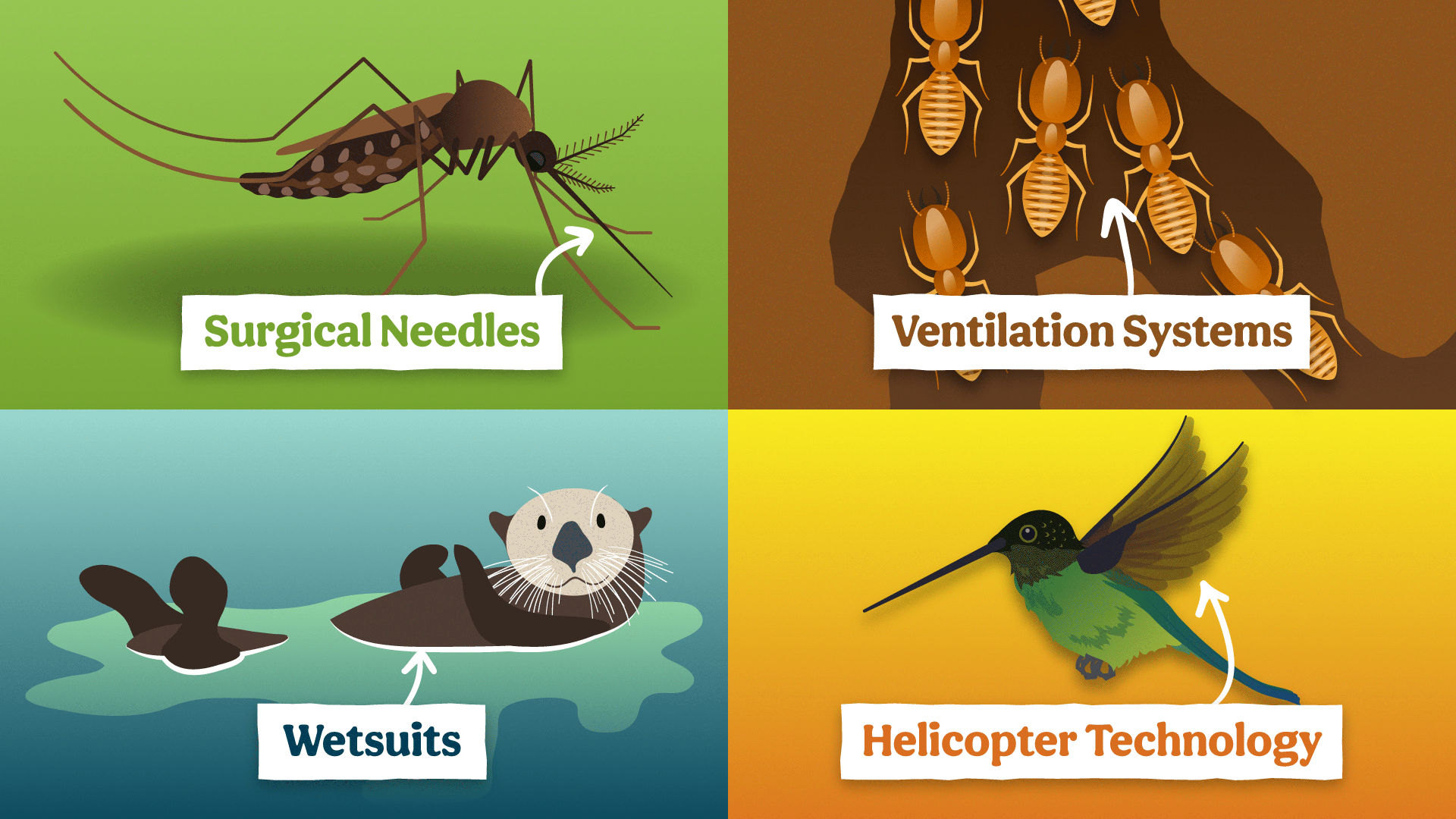 CCZOO14_4_Animal_Technology_Split_FSD.png