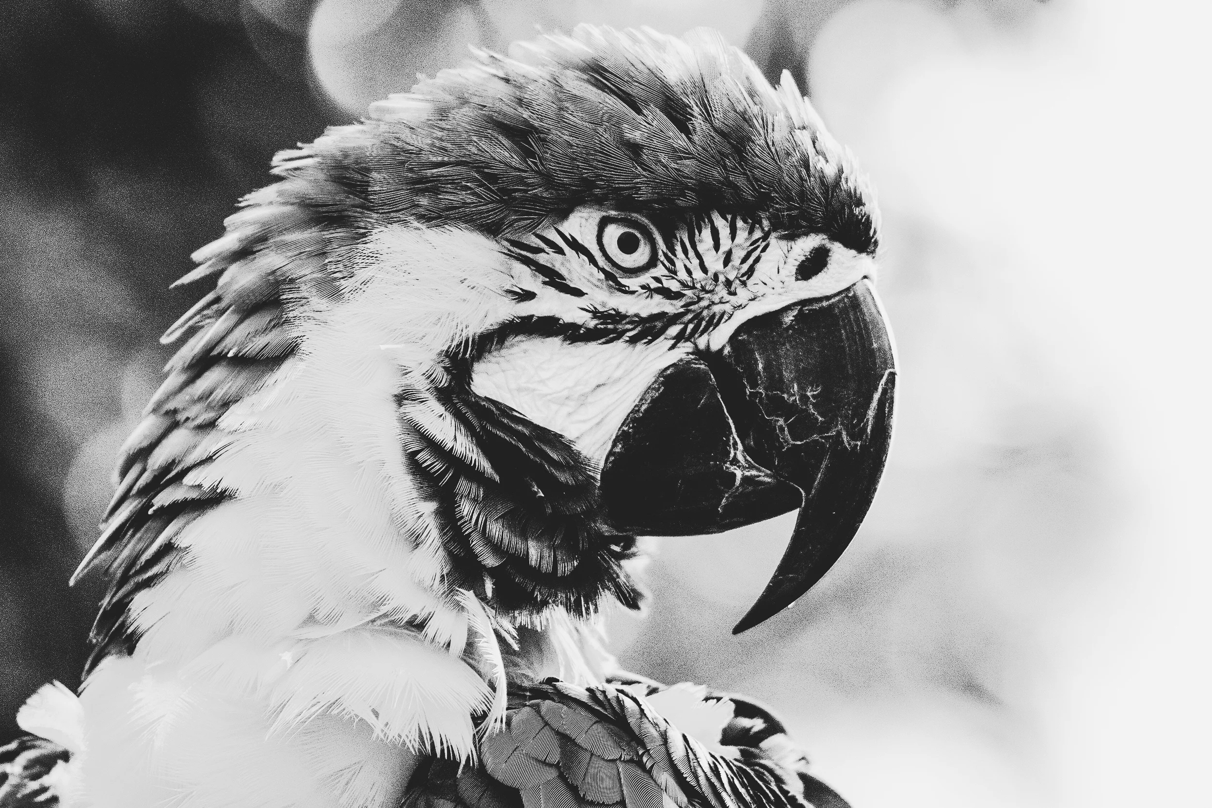 SNAC-parrot.jpg