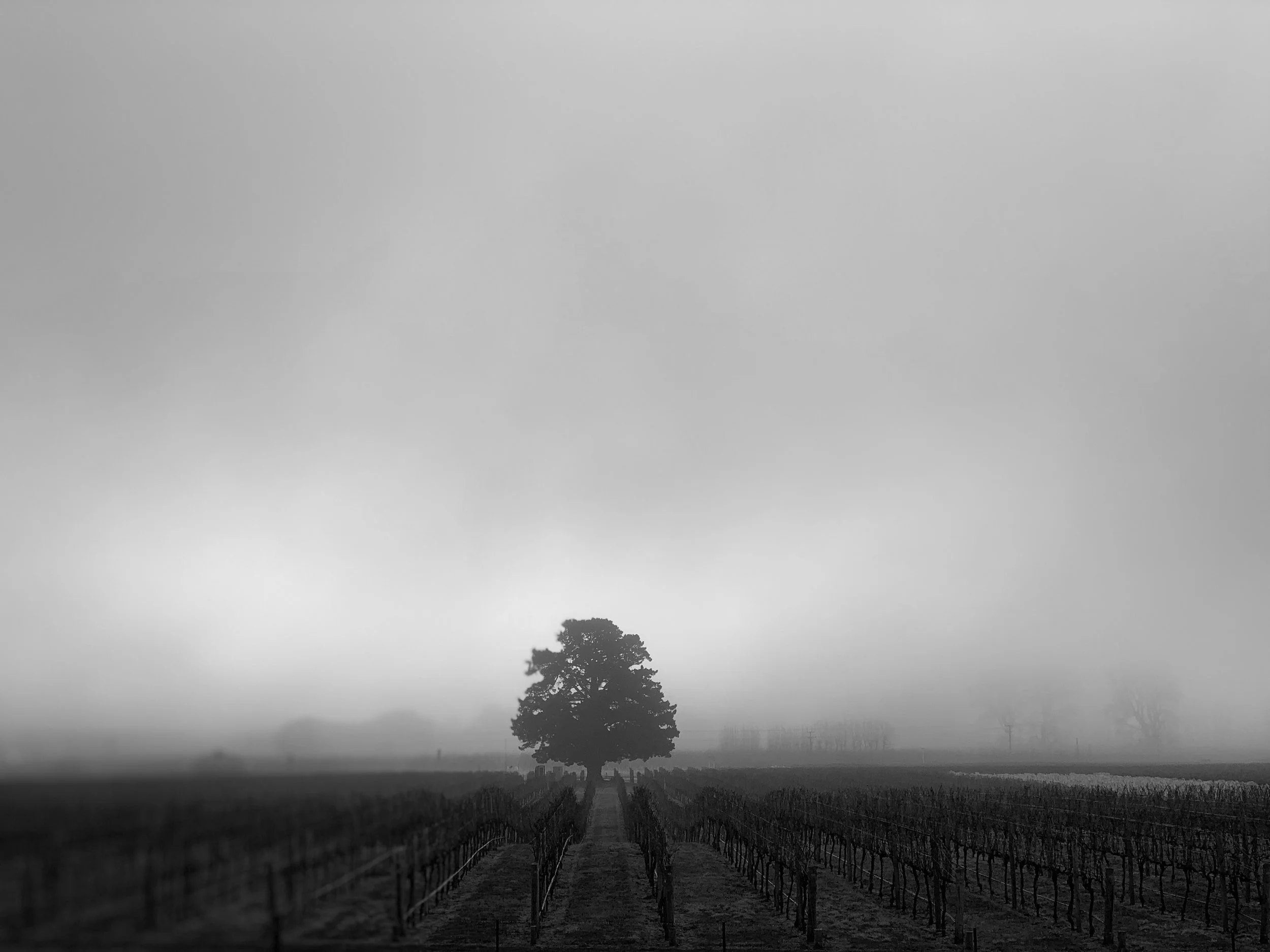 Black-white.jpg