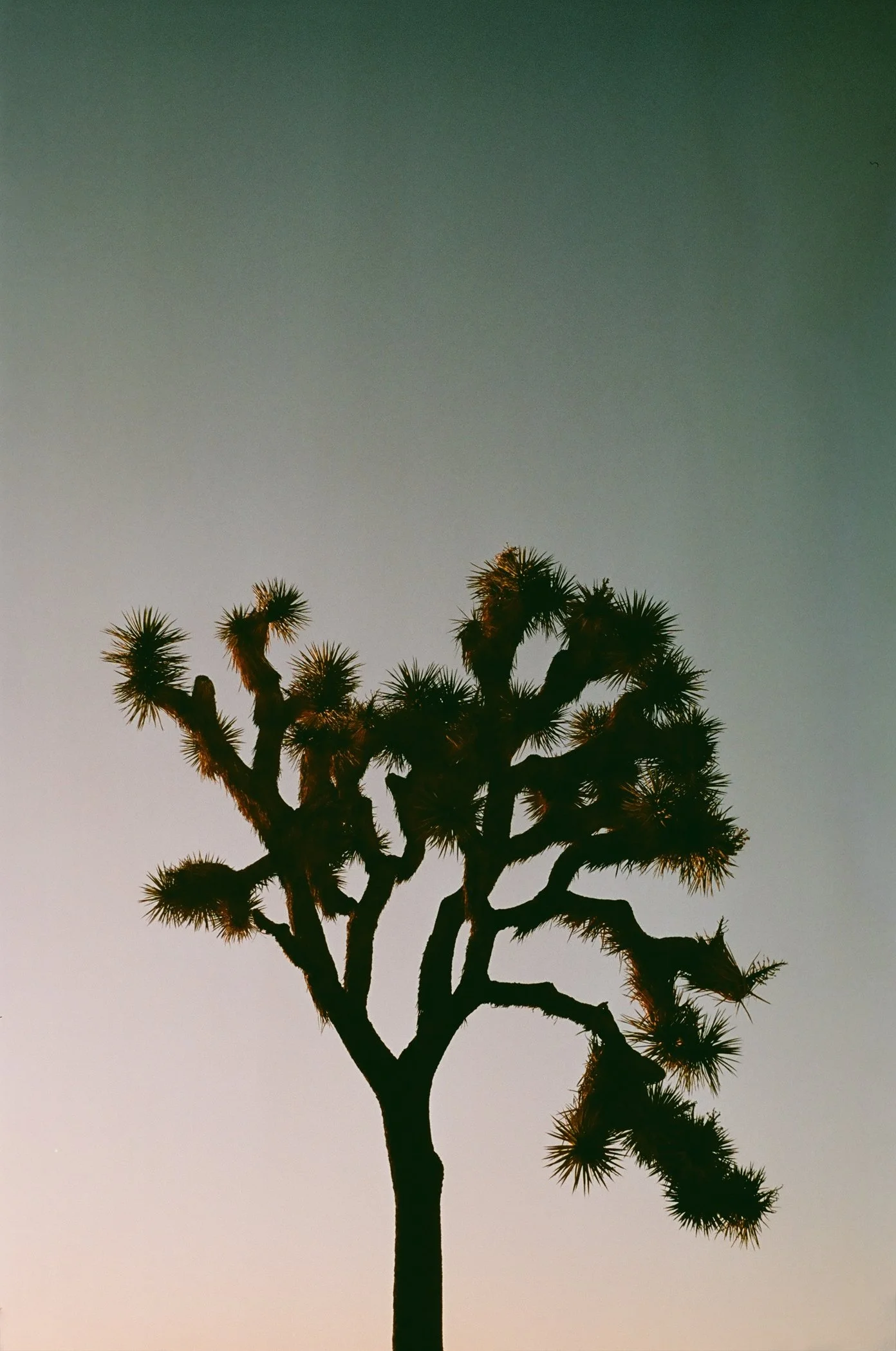 Joshua Tree Outlined