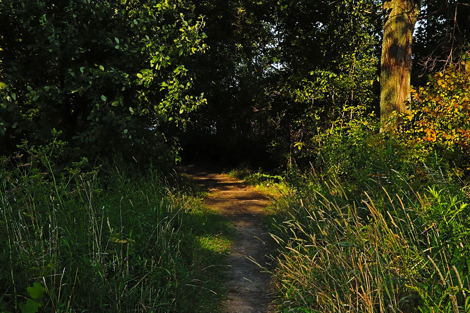 Reddendale_Photos2.jpg