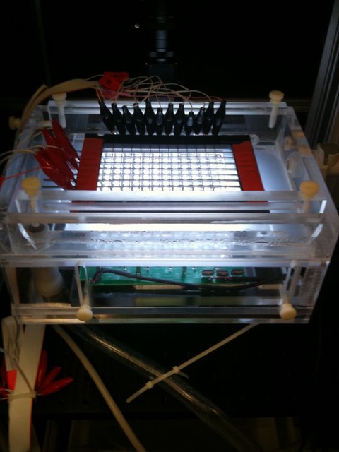  Schier Lab: The chamber shown allows machine vision software to provide an addressable, controlled, mild, electrical stimulus to each of 96 wells containing a larval zebra fish. By tickling the fish in this manner, the Schier lab can explore the eff