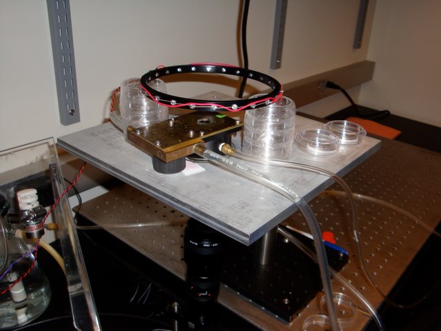 Zhang Lab: Equipment for measuring the turning behavior of C. elegans in the presence of odorants. The leftmost hose maintains stage temperature while the right hose delivers odor laden air to a chamber that houses the worm suspended in a hanging water droplet. Responses are recorded by the camera underneath.