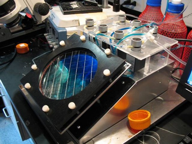 Lichtman Lab: In order to reproducibly stain large volumes of tissue sectioned by the  A.T.L.U.M. , we designed and fabricated this fully automated device. It provides temperature controlled staining with up to two solutions and a rinse. During prot