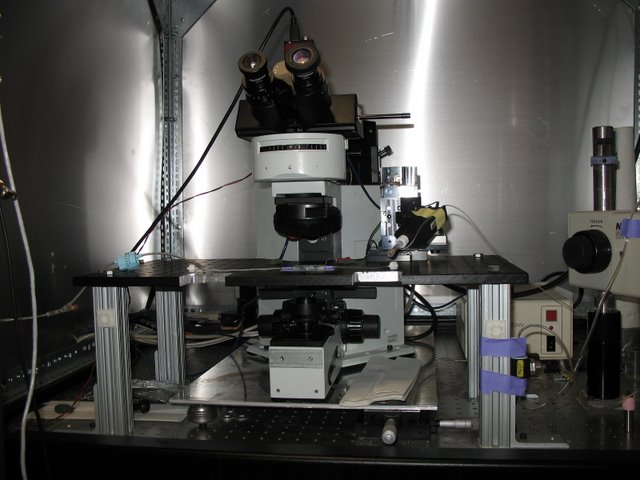 Meister Lab: This Olympus microscope has been modified to allow for patch clamp recordings from retinal ganglion cells. The stage has been replaced with a stable fixed table onto which the preparation and manipulator are mounted. Translating the F.O.V. is accomplished by moving the microscope.