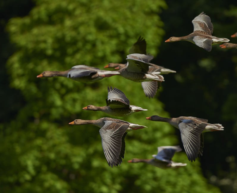 geese.jpeg