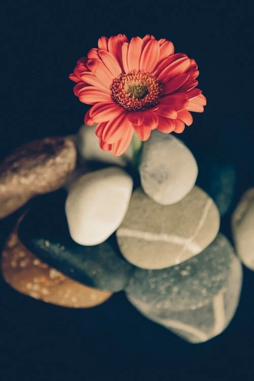 flowers and rock.jpeg