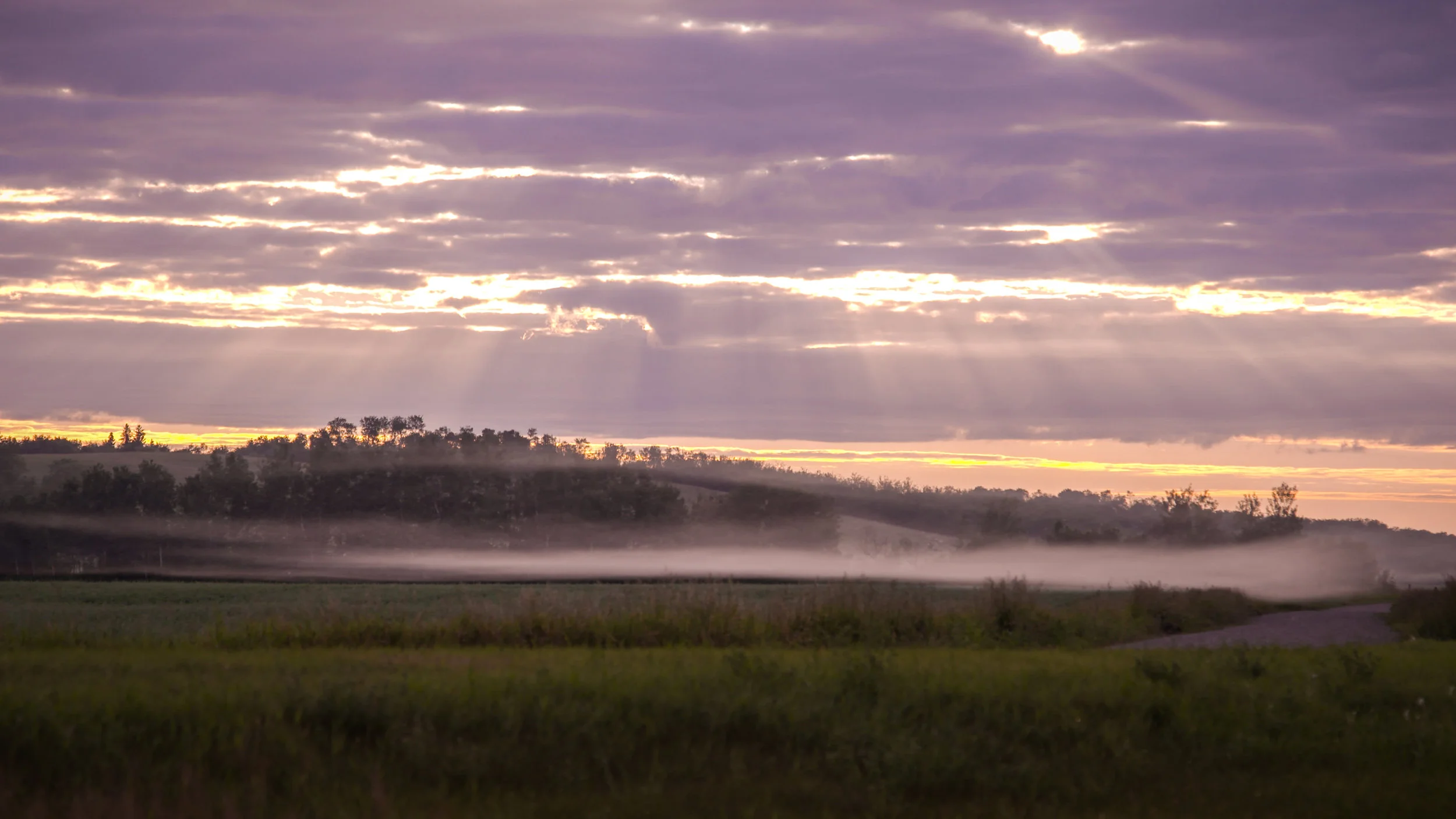 Elder-Mist-1.jpg