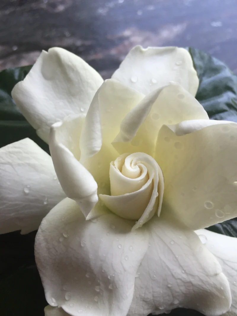 Journal-Keeping-Flowers-02.jpg