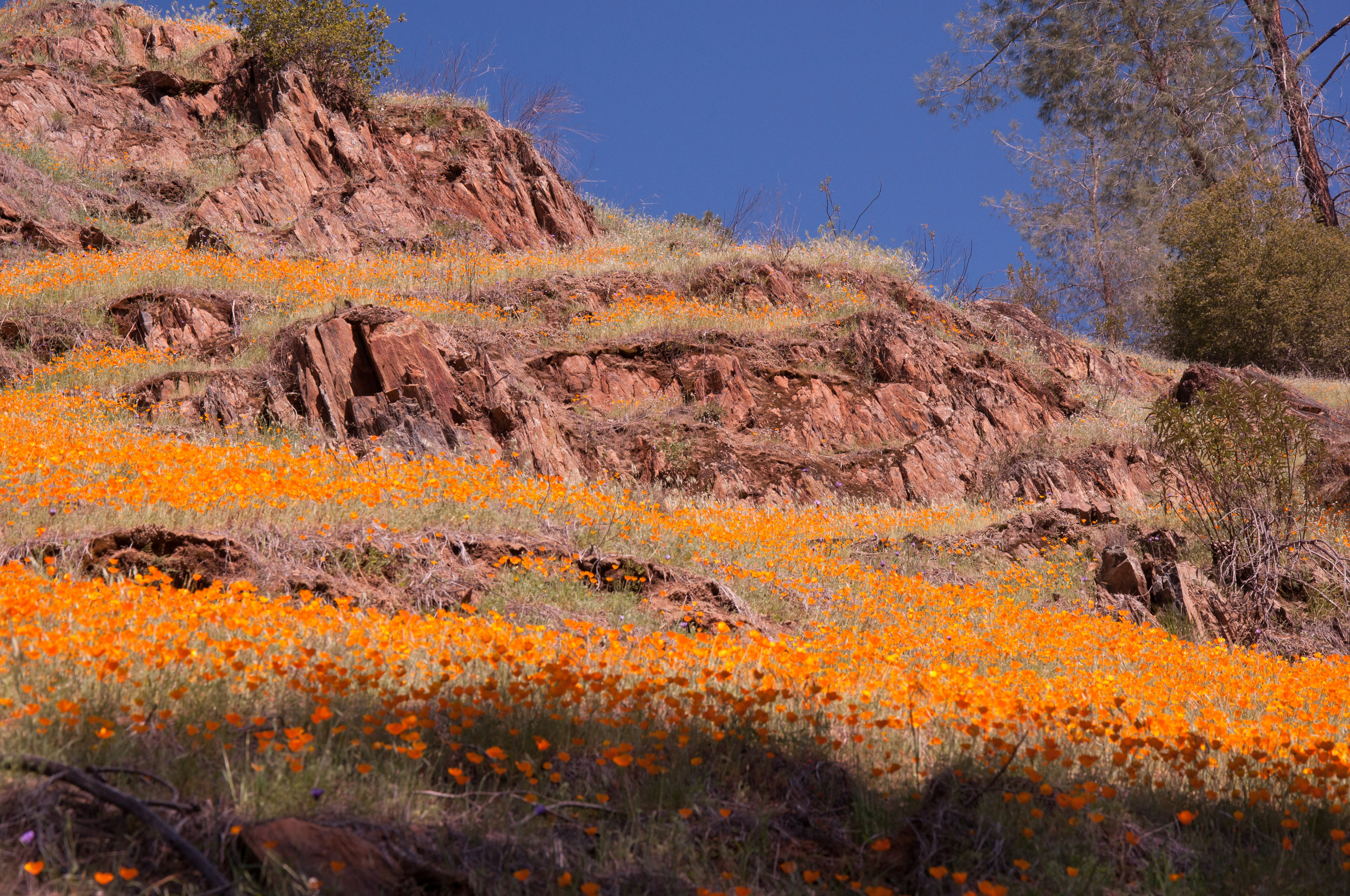 California Poppies at Hites Cove