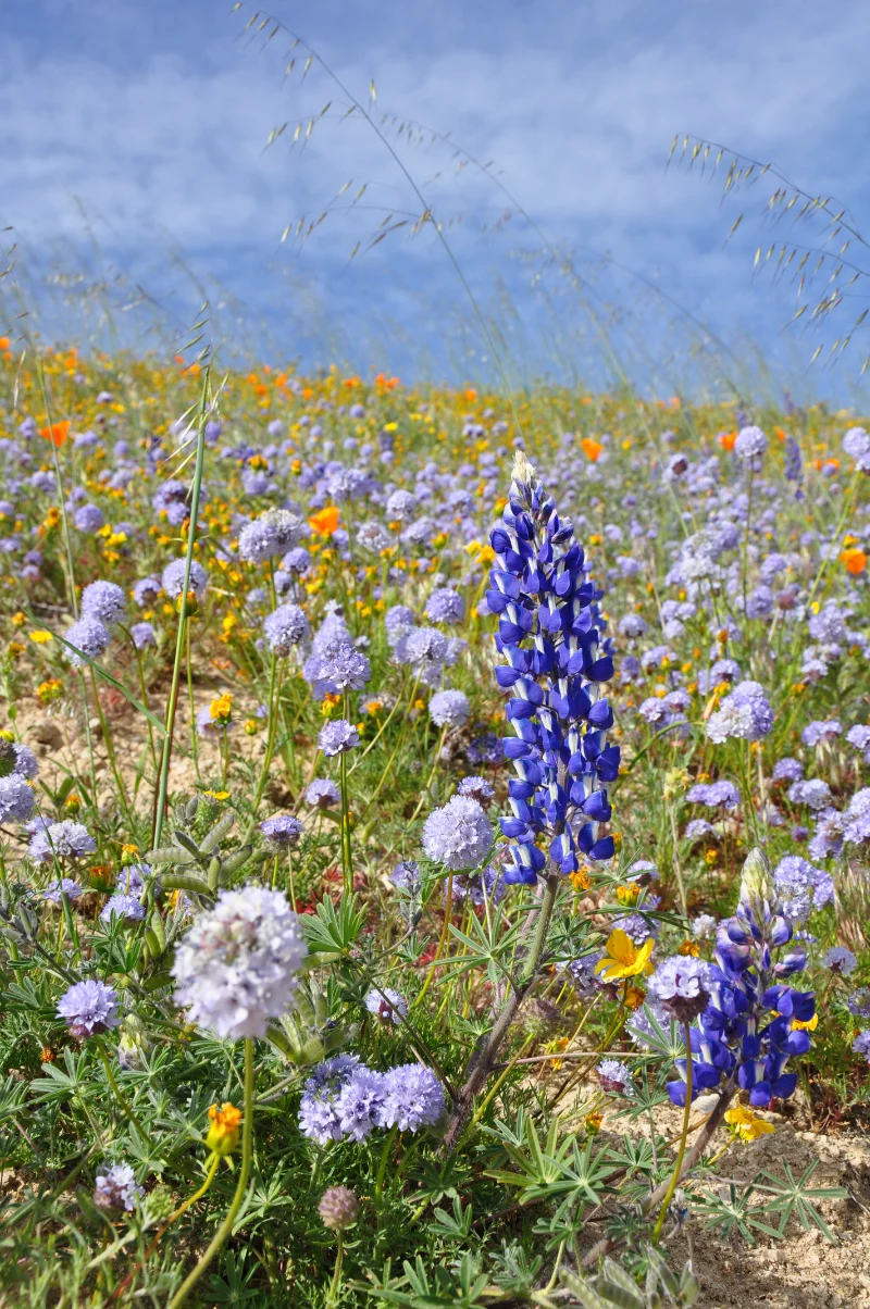 Journal-Keeping-Flowers-31.jpg