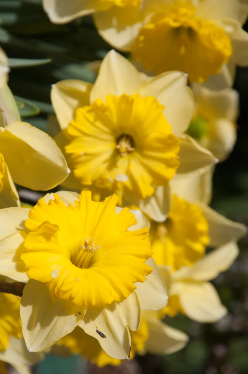 Journal-Keeping-Flowers-12.jpg