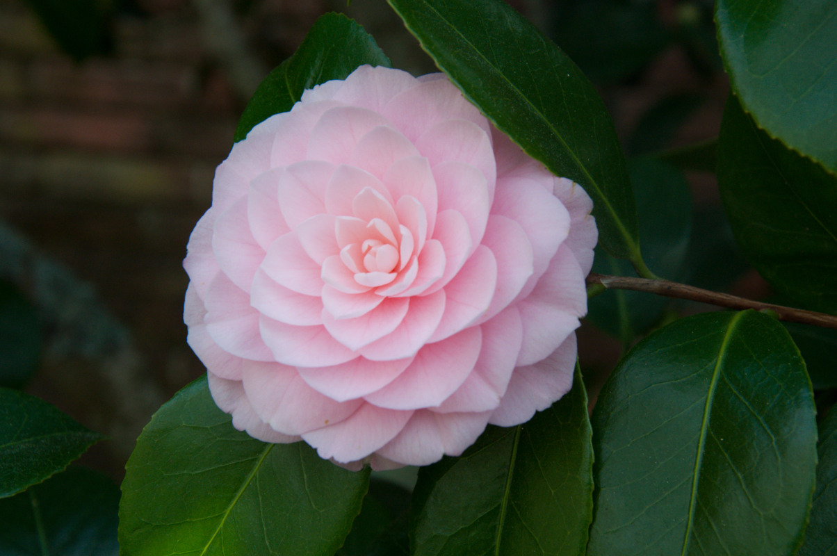 Journal-Keeping-Flowers-11.jpg