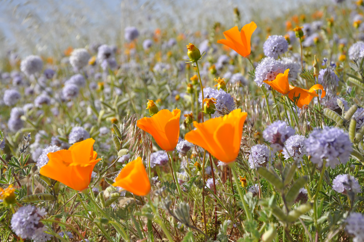 Journal-Keeping-Flowers-33.jpg