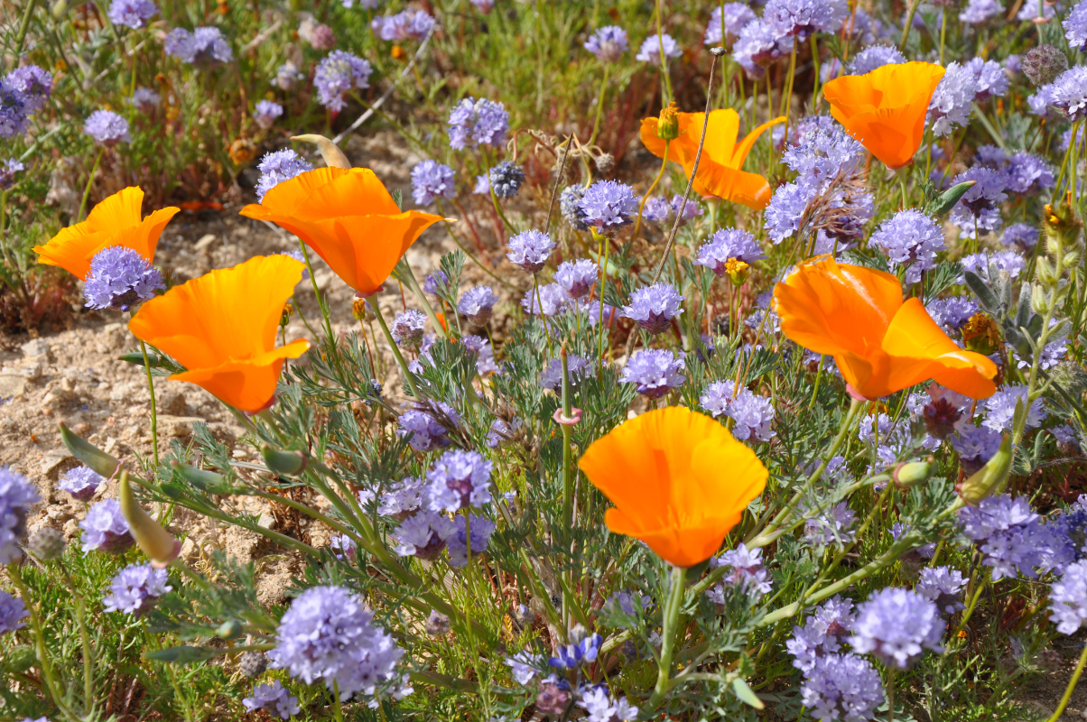 Wildflowers near Gorman
