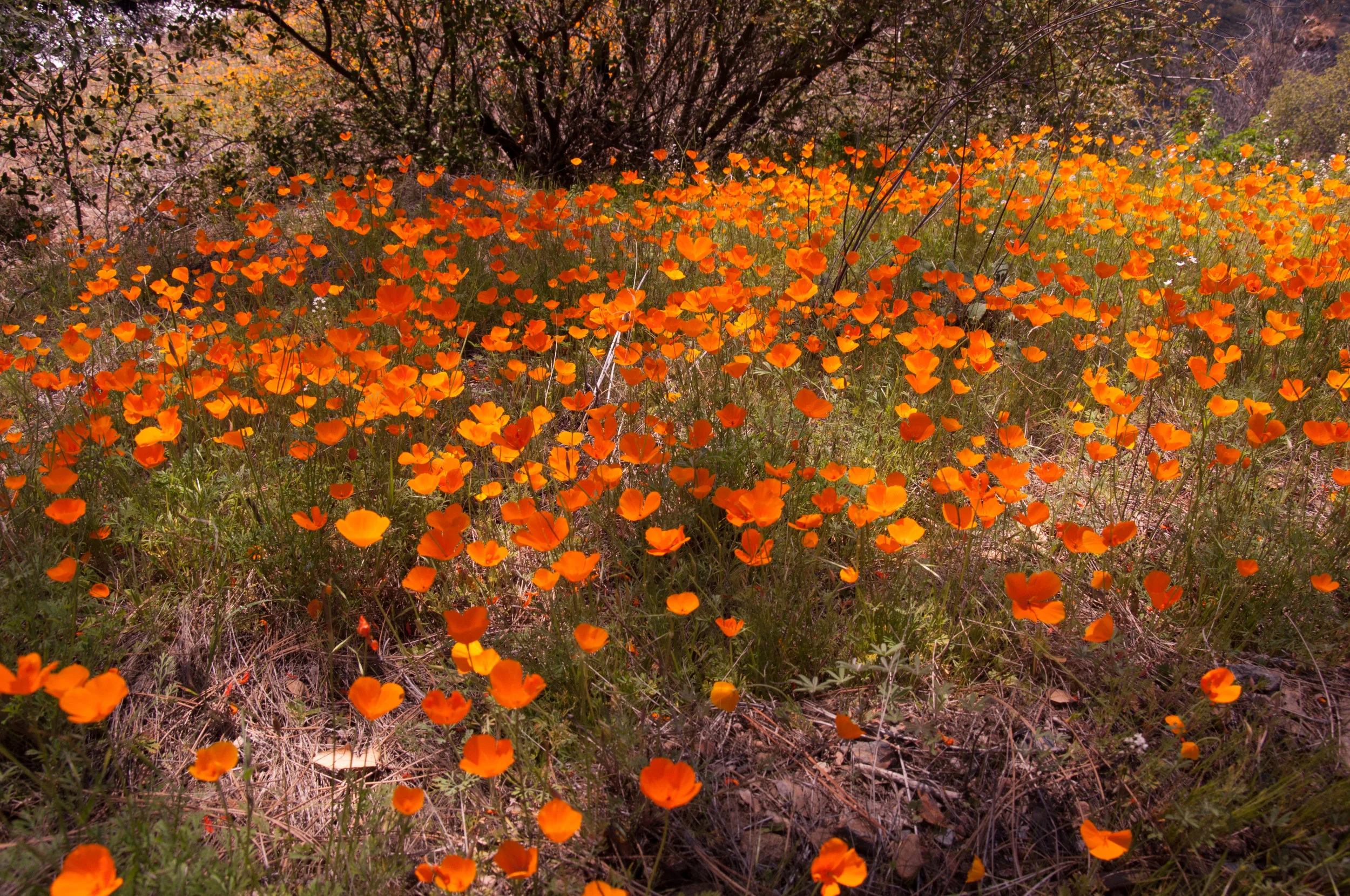 Journal-Keeping-poppies-09.jpg