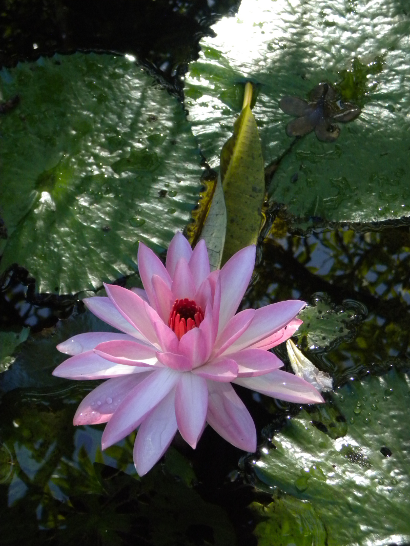  Pink Water Lilly at the Plantations Gardens 