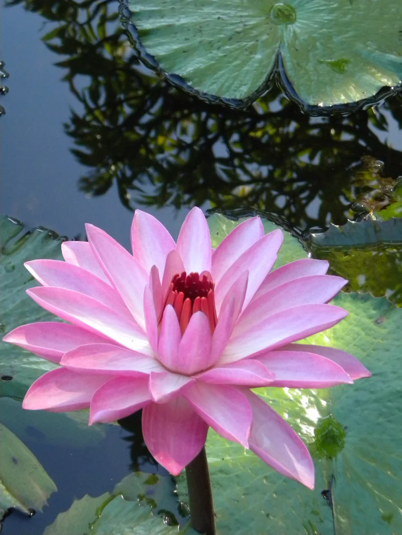 Pink Water Lilly at the Plantations Gardens