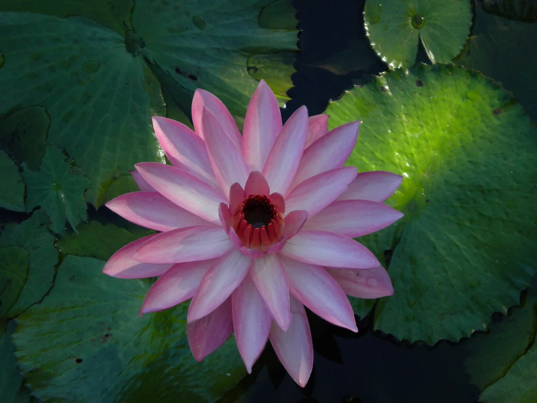 Pink Water Lilly at the Plantations Gardens