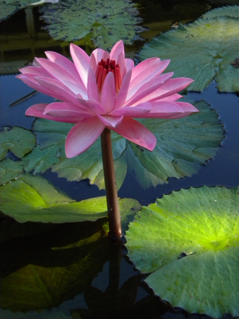  Pink Water Lilly at the Plantations Gardens 