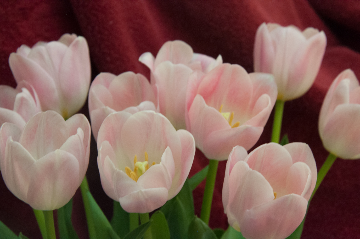 Journal-Keeping-Flowers-06.jpg