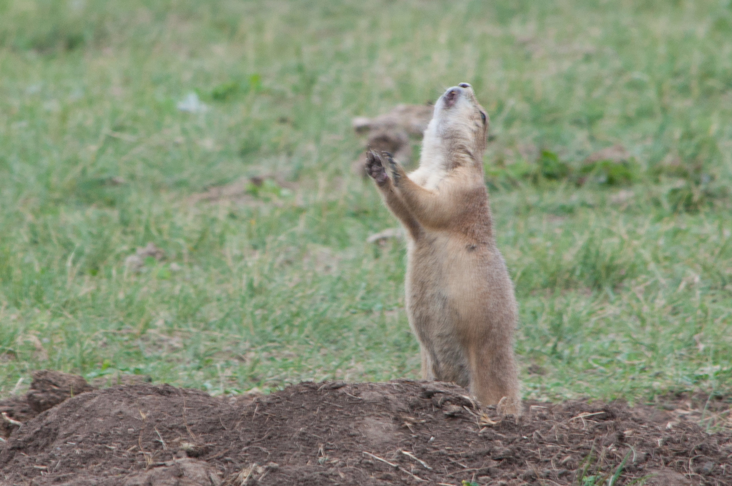 prairie dog.jpg