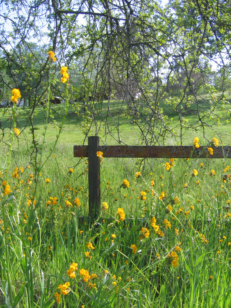  Fence and wild flowers 