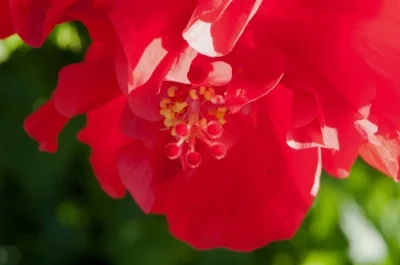 red-hibiscus.jpg