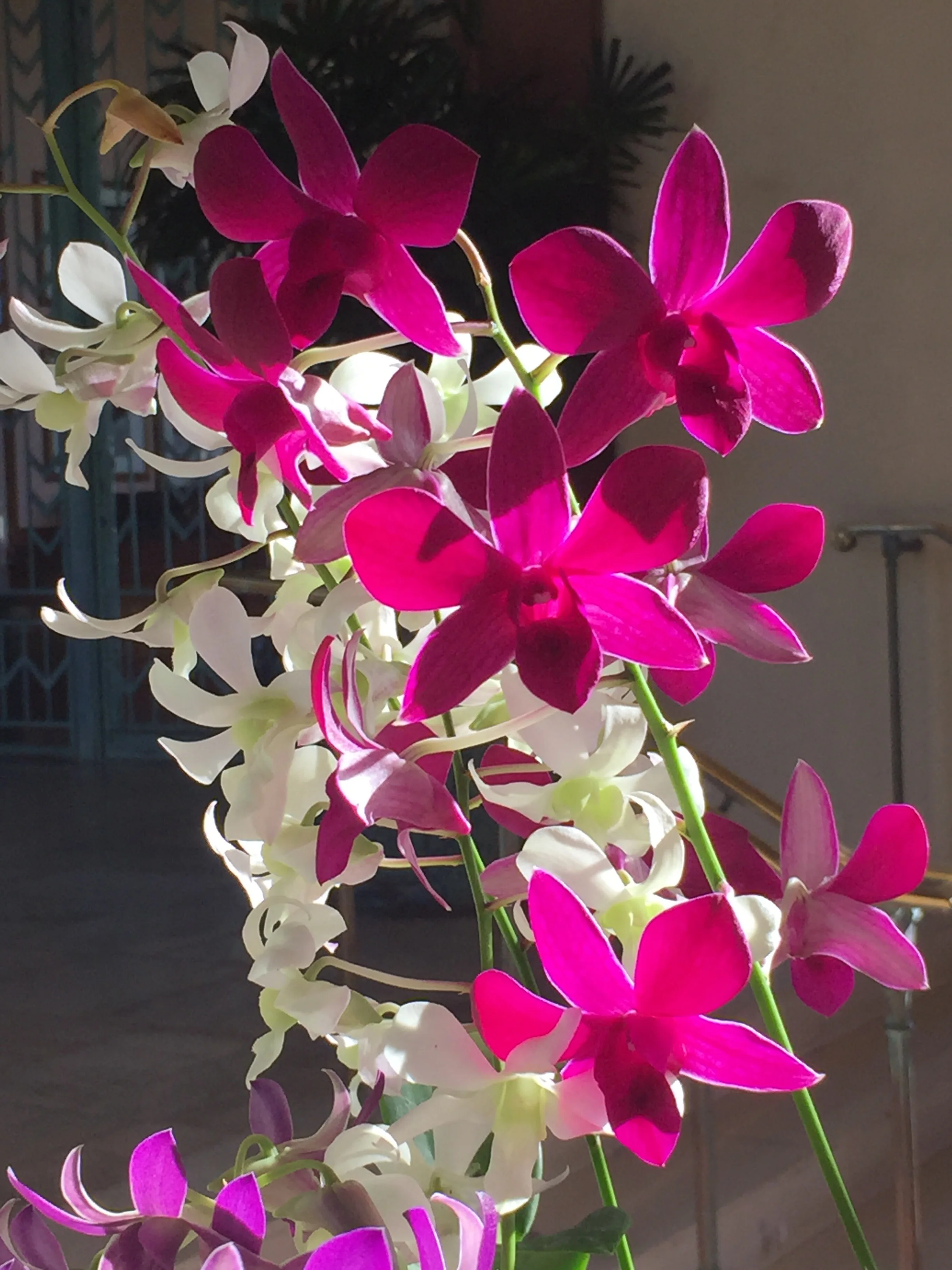 orchids-hyatt-kauai.jpg