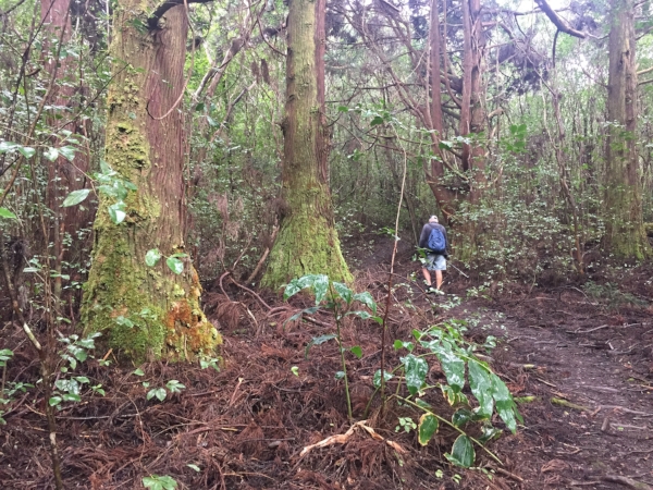 trees-Kulapuhi-trail.jpg
