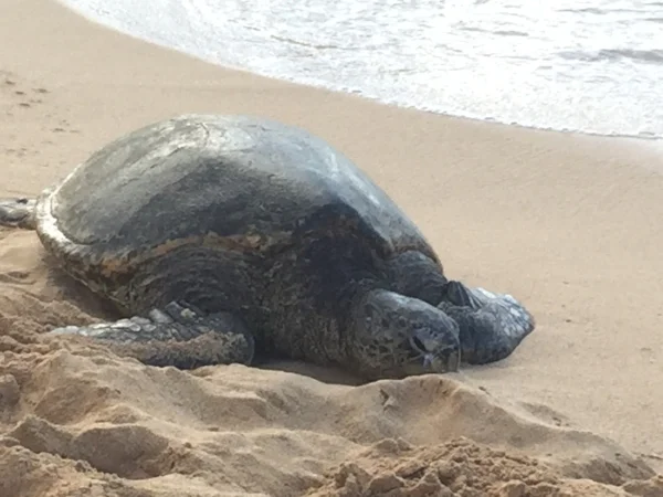 sea-turtle-kauai.jpg