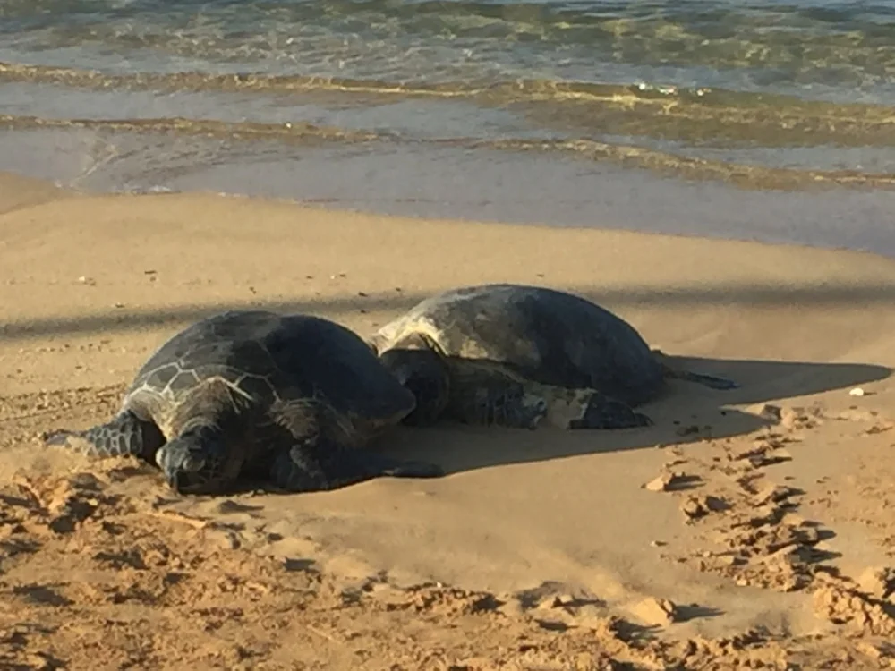 sleeping-sea-turtles-kauai.jpg