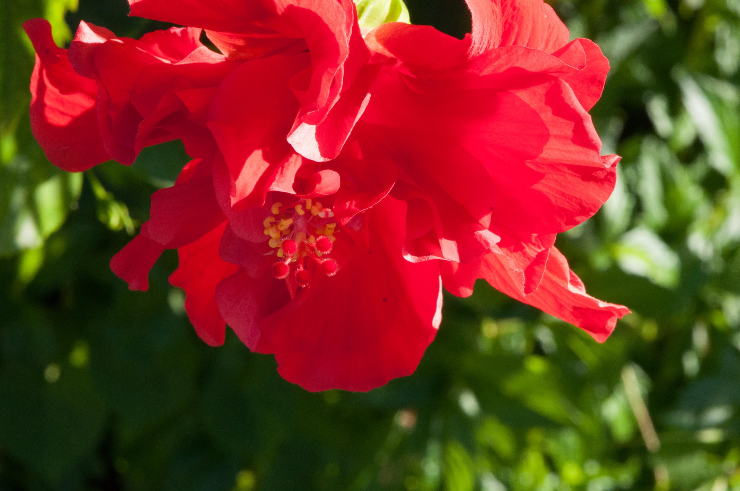 red-hibiscus-kauai-1.jpg