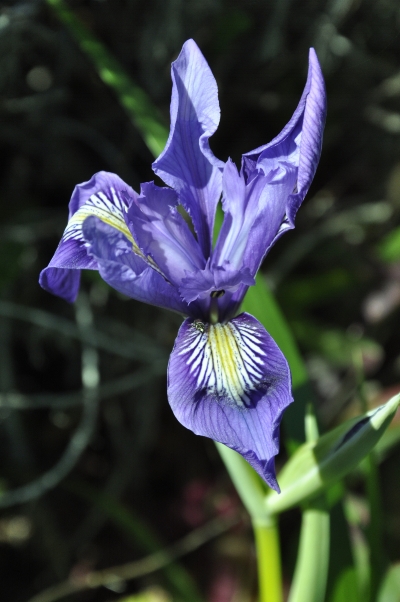 Wild Iris along Big Sur coast