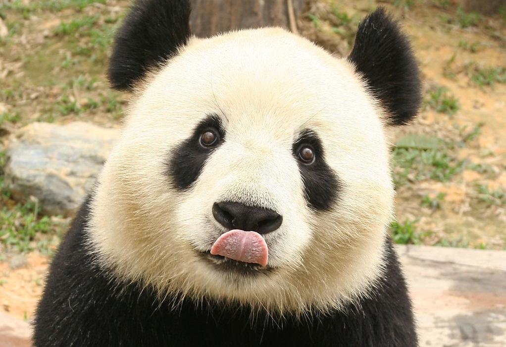 panda.jpeg