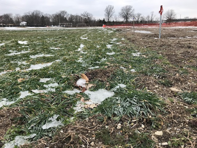  Close up of cover crops in the future " Planting for the Pantry " production area.&nbsp; They're growing well despite the cold and snowy winter, and helping to improve the soil. All the food grown here will be donated to hunger relief.   