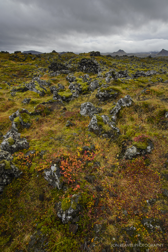 Mossy lava field covered in colorful shrubs, Snaefellsnes National Park