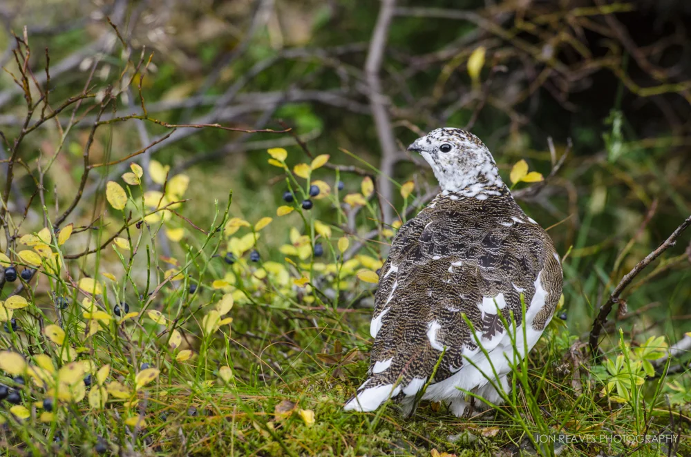 Ptarmigan, Þingvellir National Park